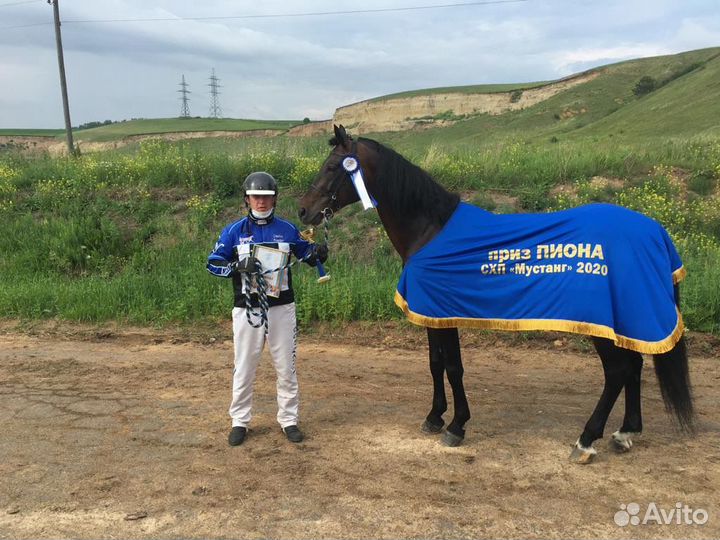 Жеребец орловский рысак