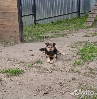 Молодая собака улыбака