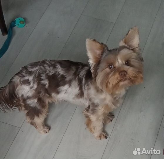 Йоркширский терьер