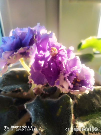 Сортовые фиалки