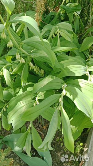 Садовые цветы