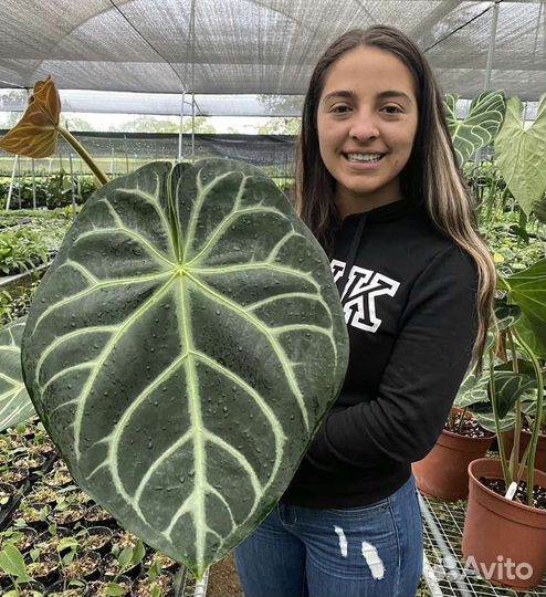 Антуриум магнификум сильвер