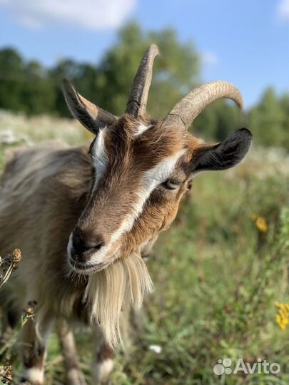 Молочная и мясная продукция с фермы