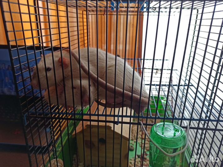 Крысы,морские свинки и прочие грызуны(не продажа)