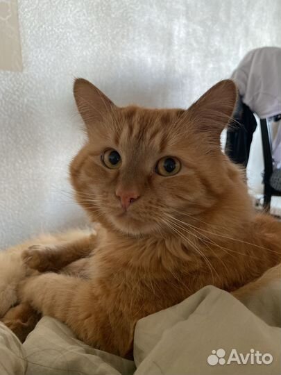 Случка вязка кота