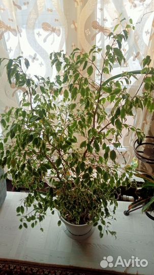 Комнатные домашние растения