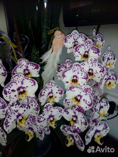 Орхидея