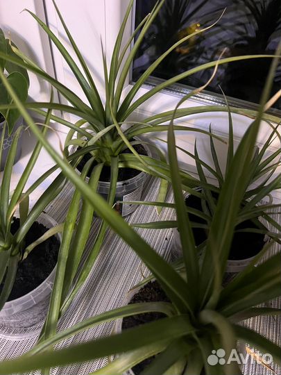 Ананас растение