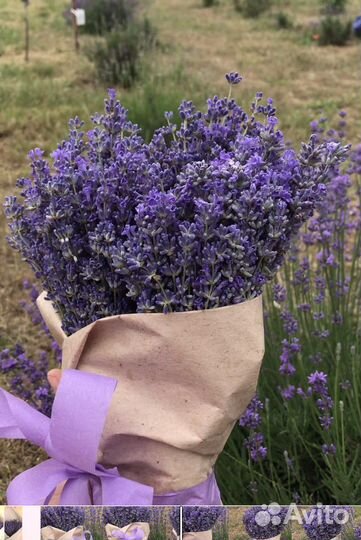 Букет лаванды