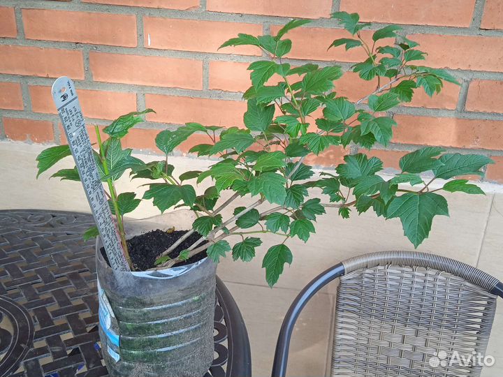 Калина съедобная, красная, сортовая