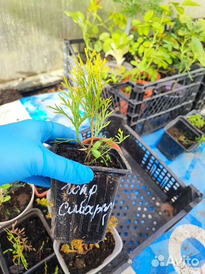 Цветы и кустарники для вашего сада