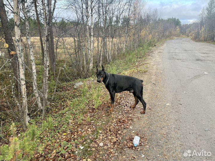 Доберман вязка