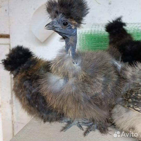 Китайские шелковые