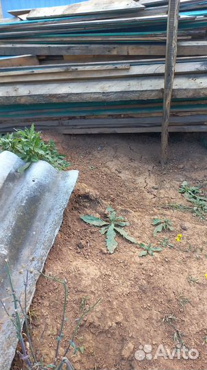 Продам доски