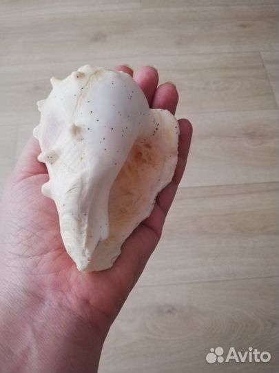 Ракушка морская большая