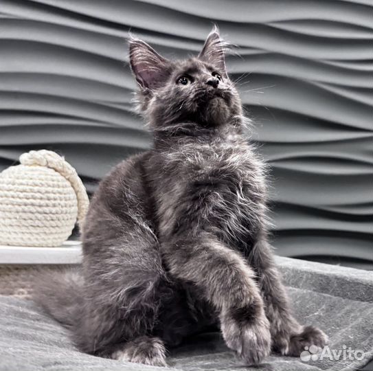 Кот Мейн Кун