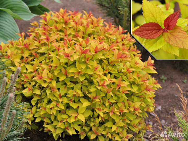 Декоративные растения для сада