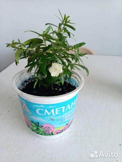 Мирт мелколистный