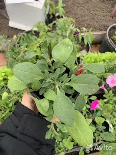 Рассада ампельной петунии