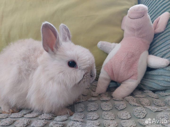 Декоративный кролик