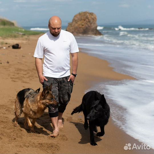 Дрессировка собак кинолог