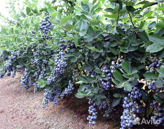 Саженцы голубики Бонус, Патриот, Бригитта, лимонад