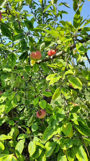 Дом 101 м² на участке 17,7 сот.