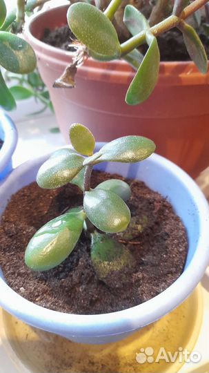 Крассула толстянка