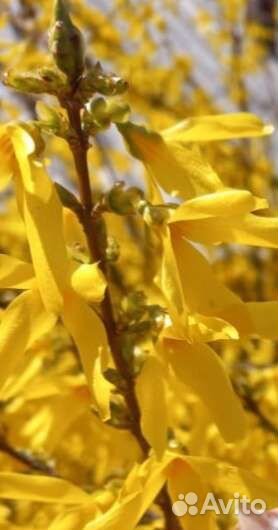 Форзиция пестролистная саженцы