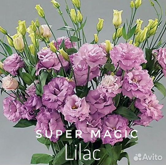 Эустома высокорослая рассада