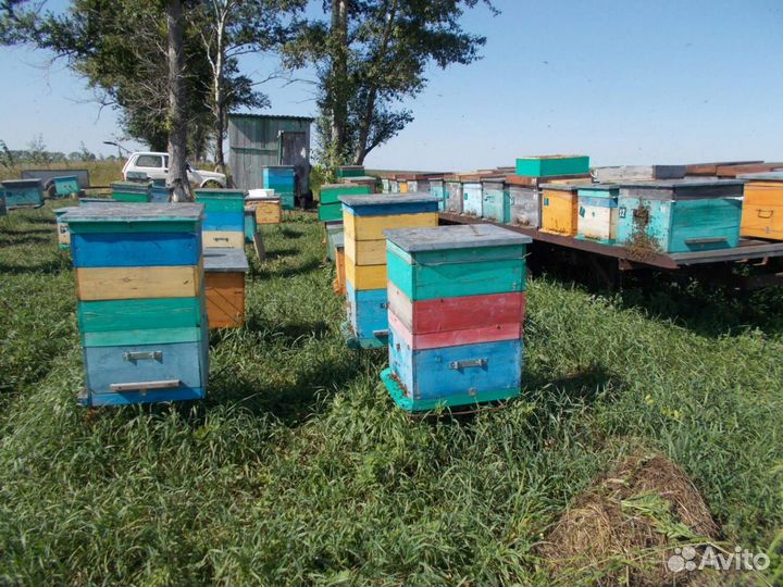 Мед алтайский гречишный