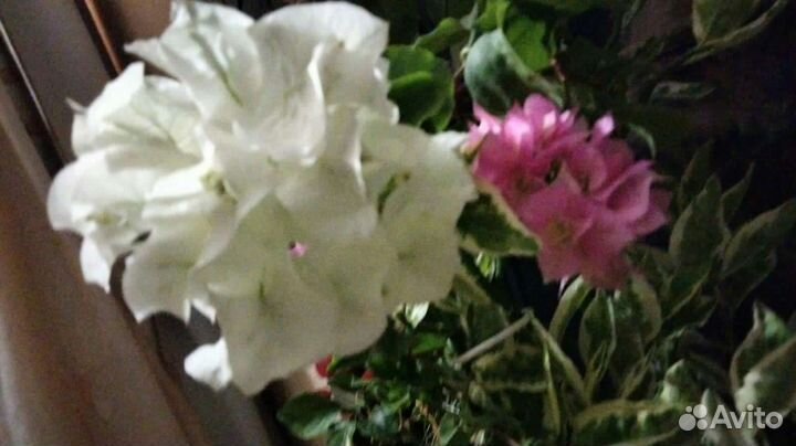 Белоперонье, эписции, бугенвилии