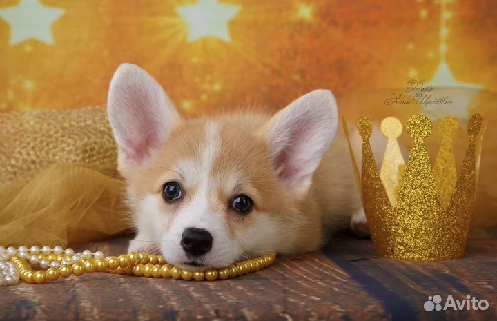 Полностью воспитанная девочка вельш-корги пемброк