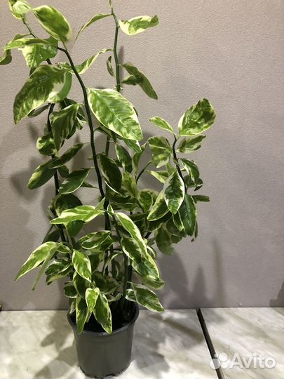 Педилантус