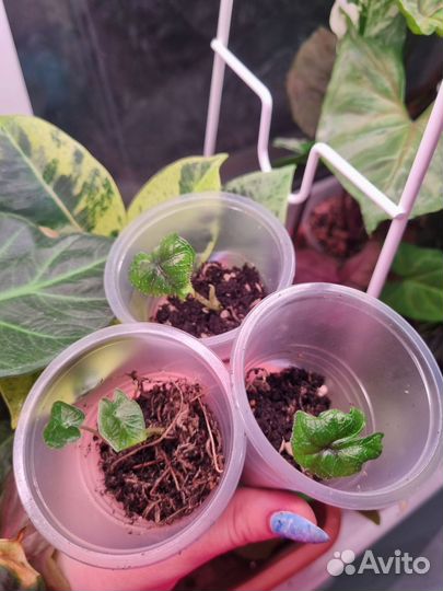 Алоказия жаклин