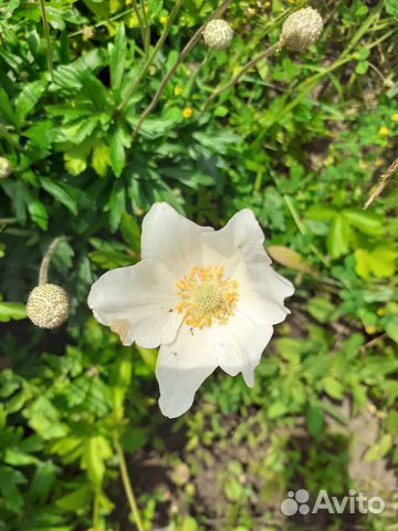 Анемона садовая