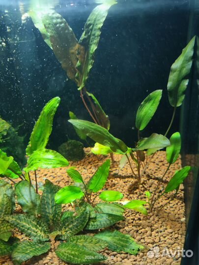 Аквариумные растения