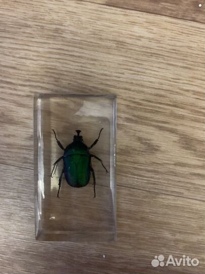 Насекомые под стеклом(коллекционные)