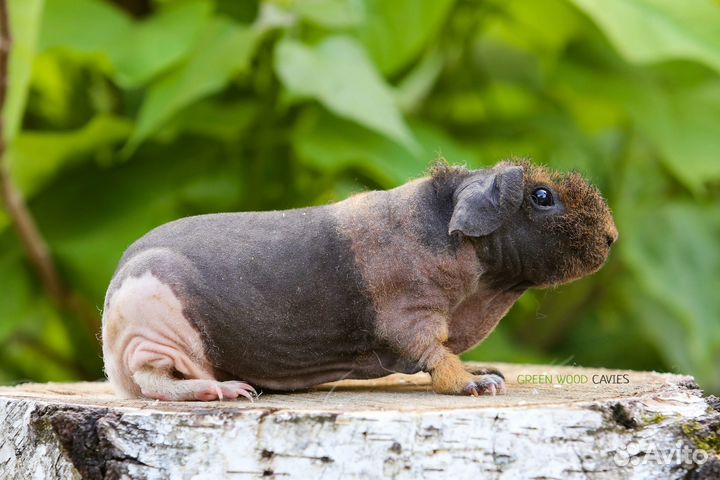 Морская свинка Скинни