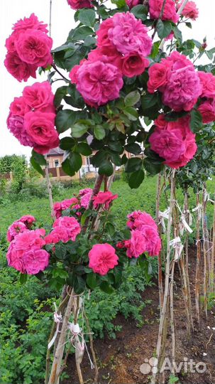 Штамбовые Розы