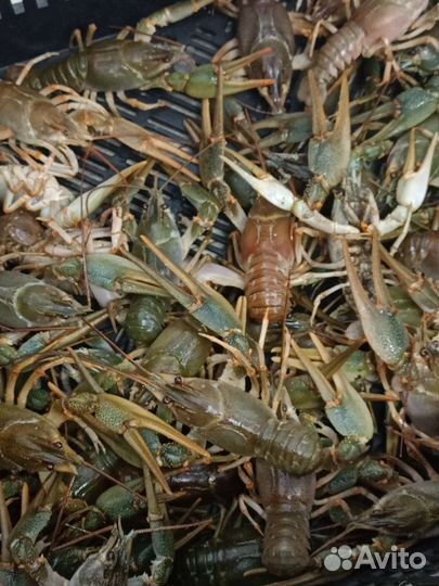 Живые раки с доставкой