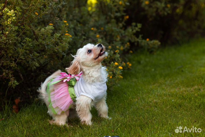 Элитные щенки мальтипу Ф1