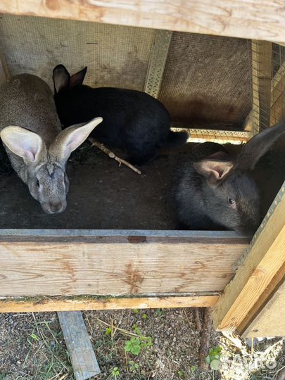 Кролики мясных пород, помесные