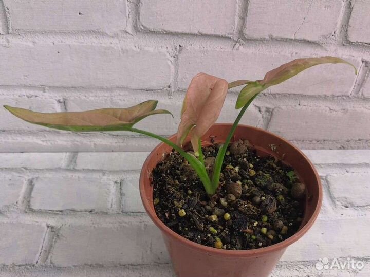 Сингониумы Регина Ред и Т - 25