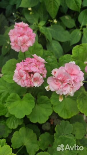 Пеларгония герань