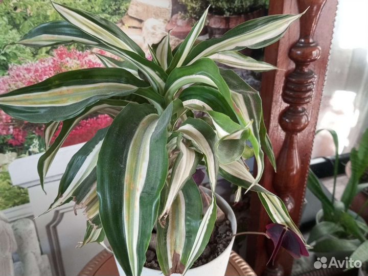 Комнатные растения, цветы