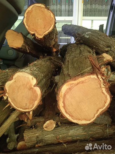 Стволы кавказского можжевельника