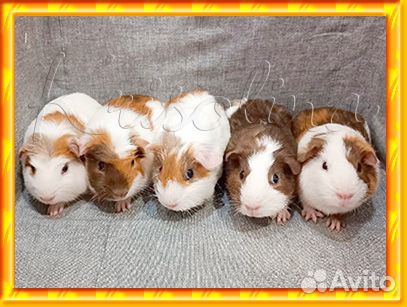 Морская свинка породистая с доставкой по городу