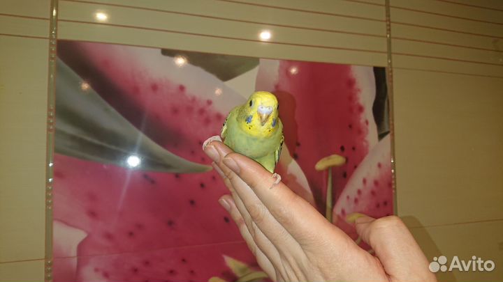 Самка волнистого попугая птенец