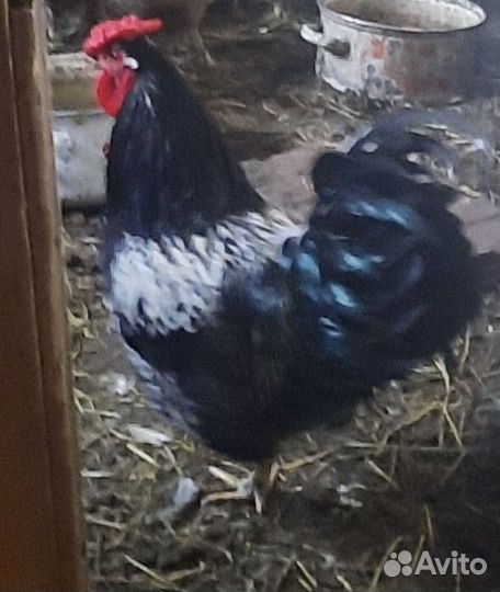 Проается петух